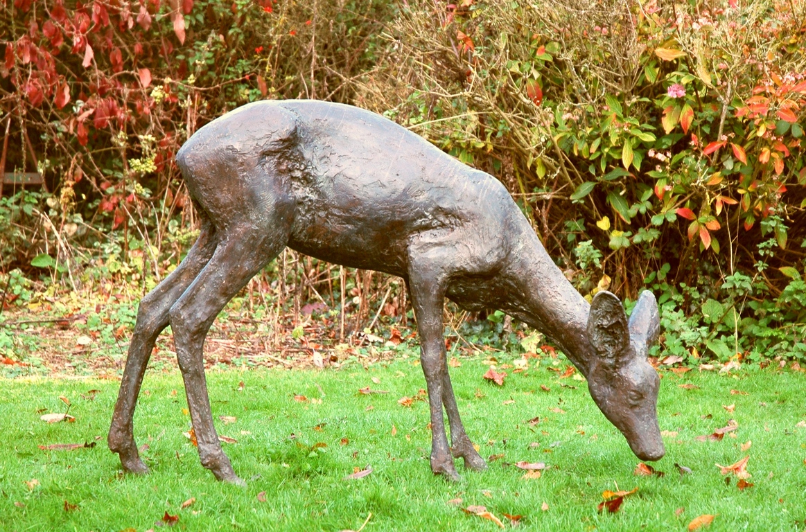 Roe deer doe