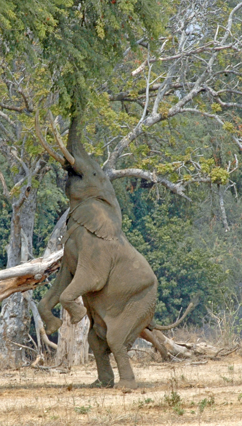 Elephant bull in Mana Pools Game Reserve, Zimbabwe