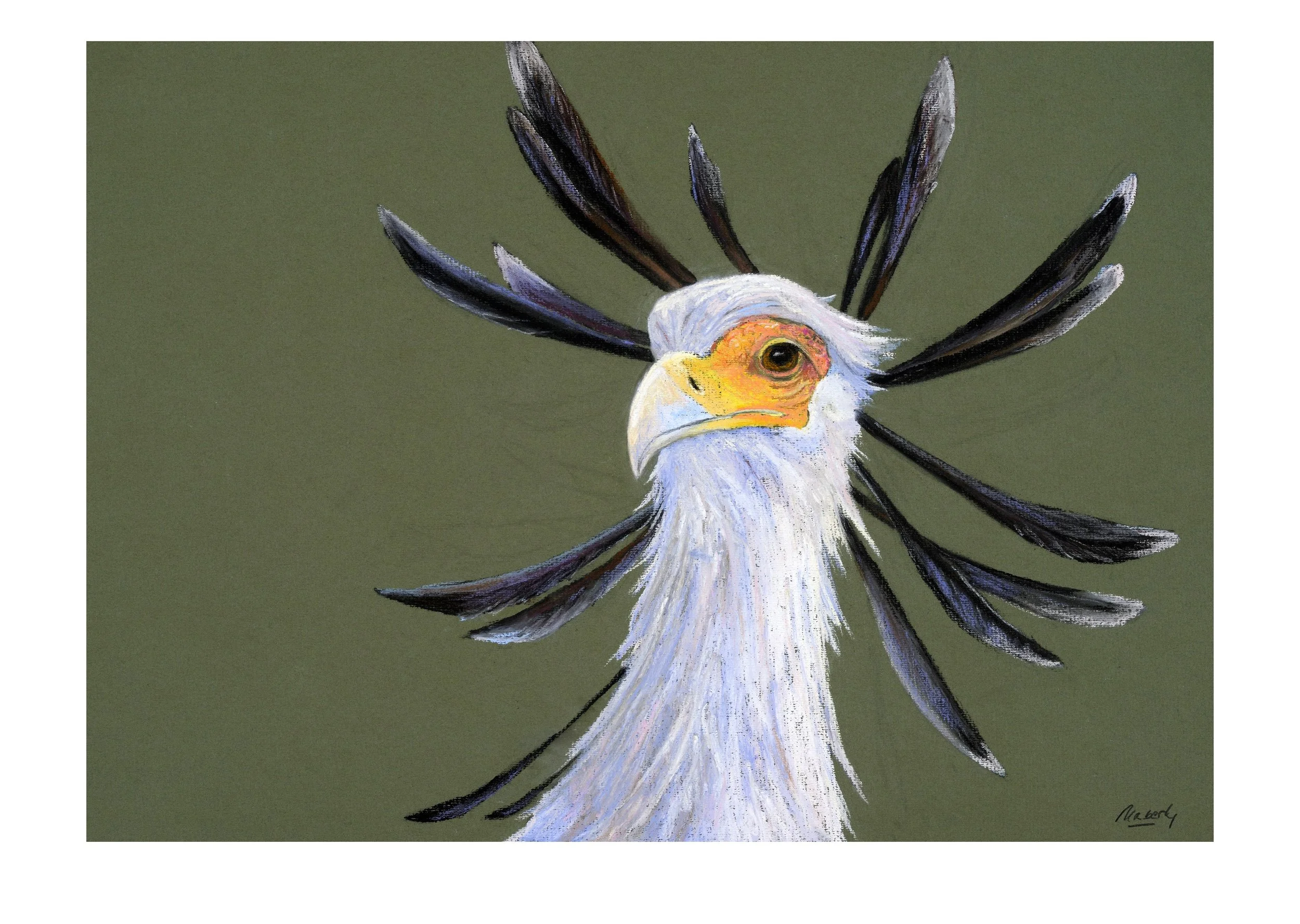 Secretary bird.colour..jpg