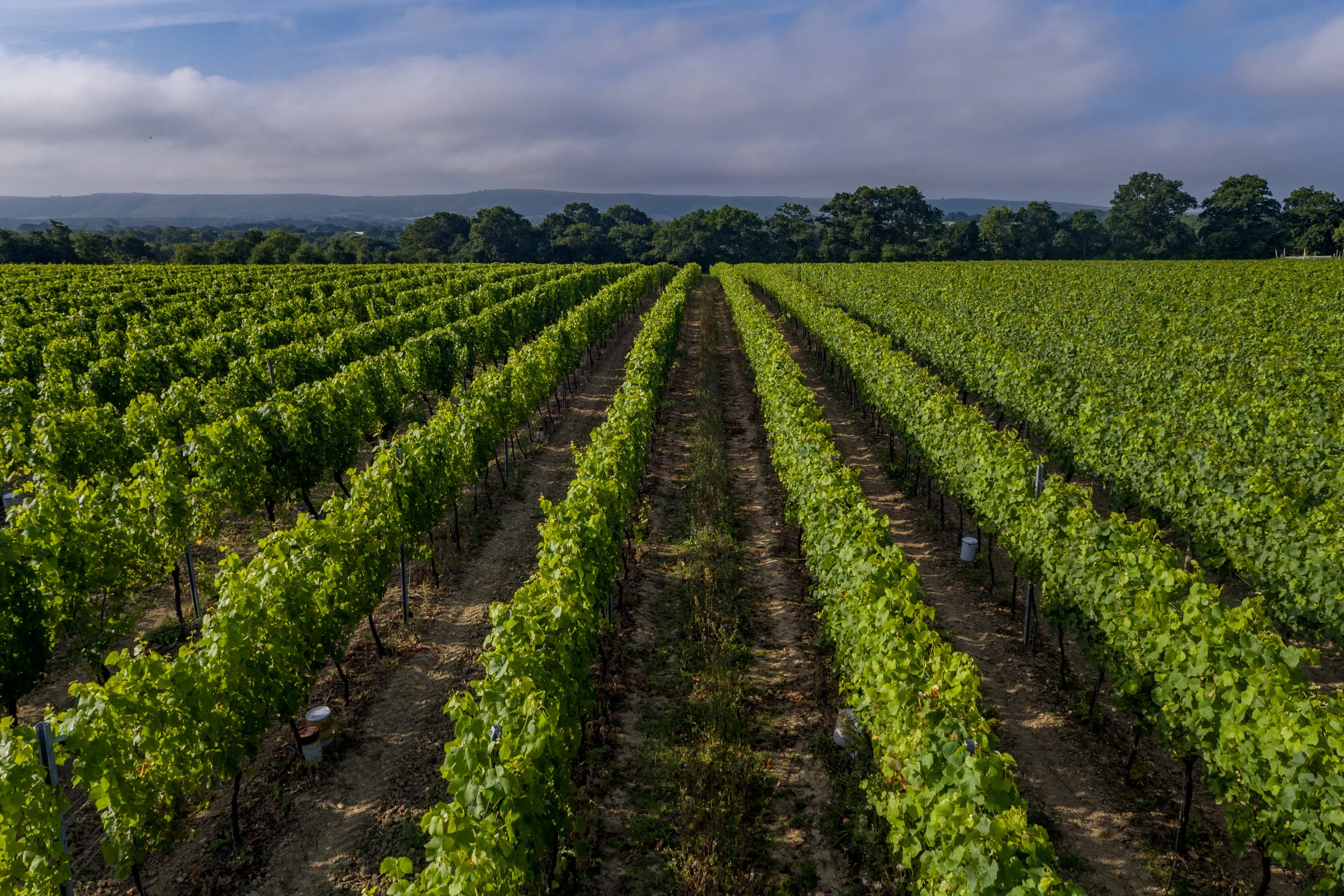 Ridgeview vines.jpg