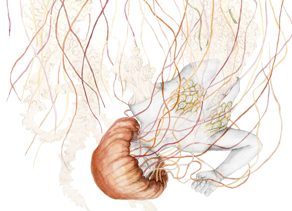 Jellyfish Vppd.jpg