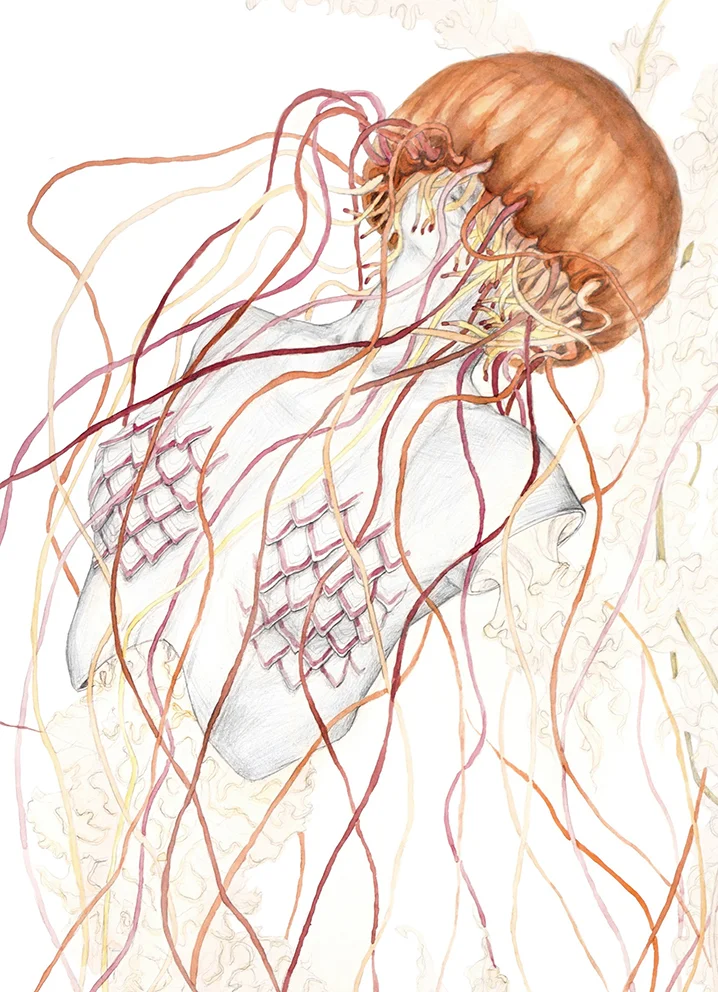 Jellyfish Vppd2.jpg