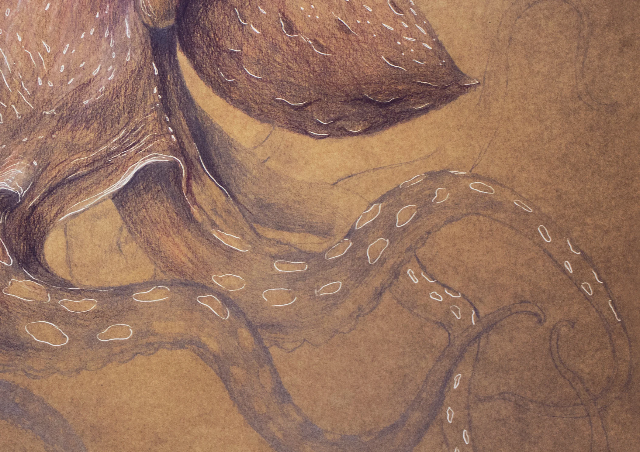 pulpo_elisaancori_web_detalle.jpg