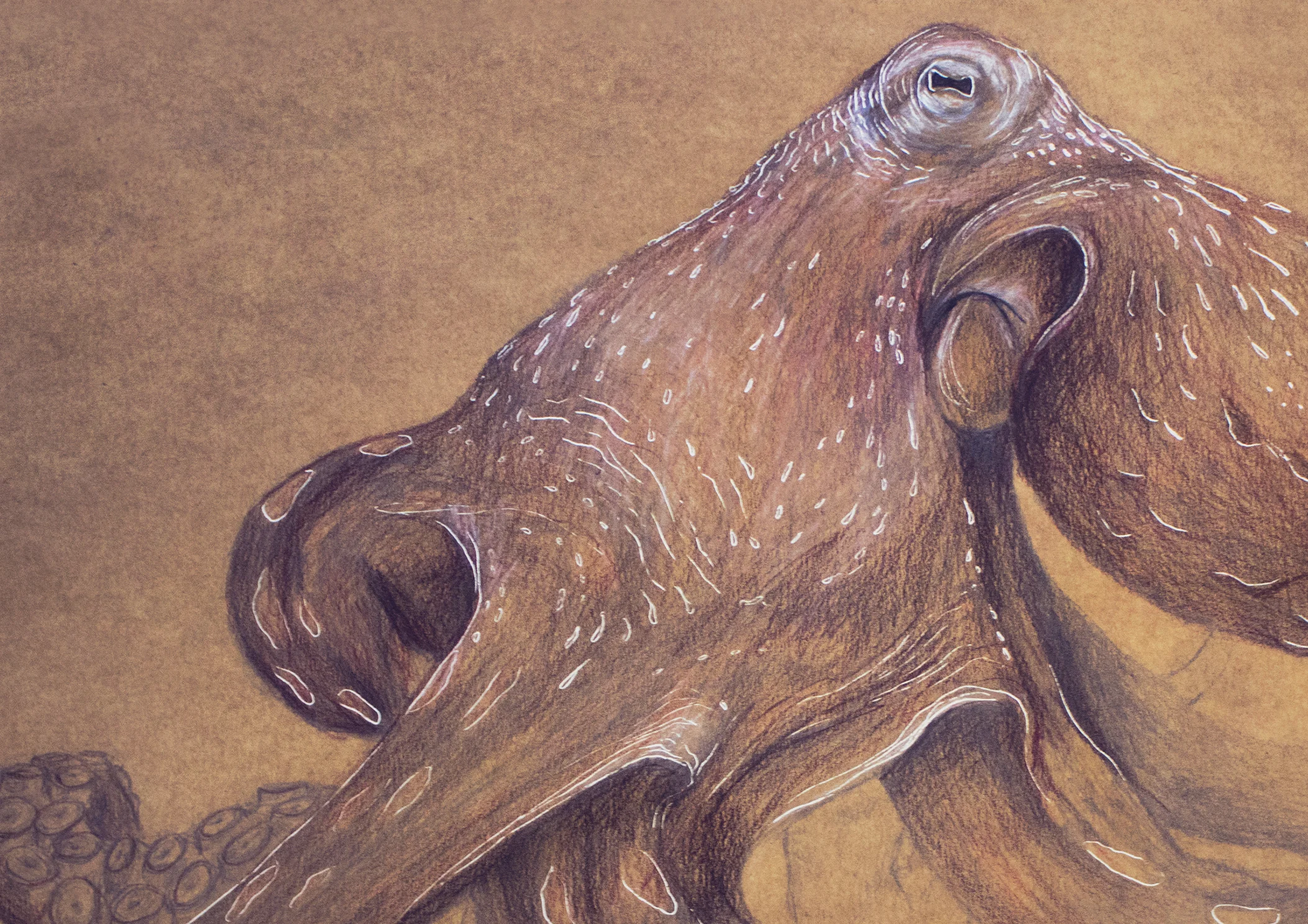 pulpo_elisaancori_web_detalle2.jpg