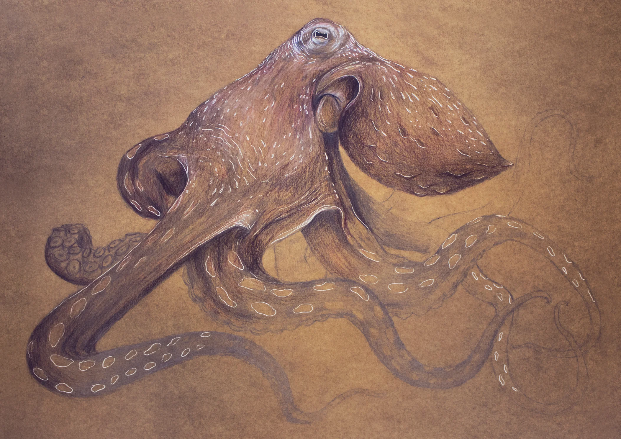 pulpo_elisaancori_web.jpg