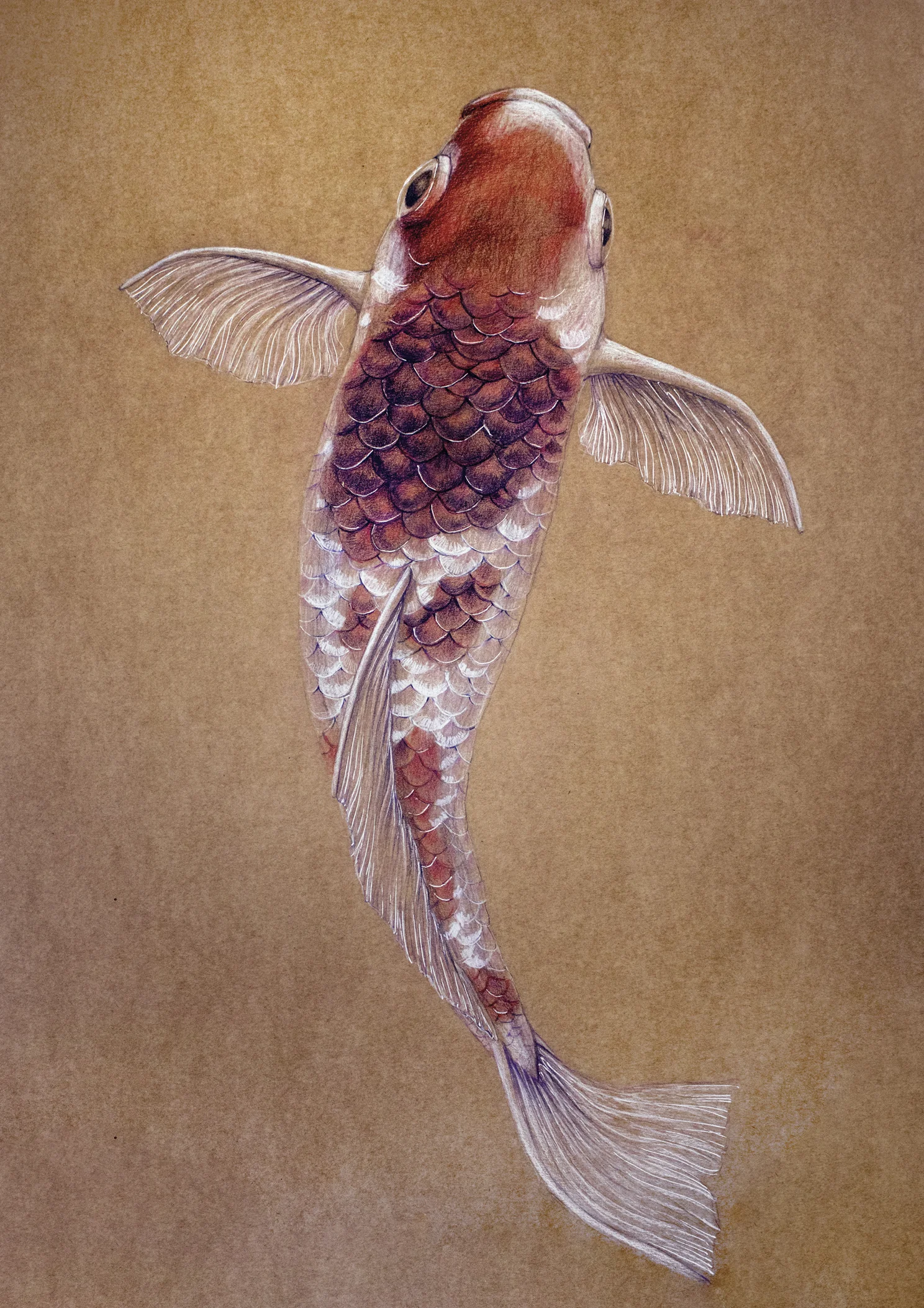 Koifish_elisaancori_web.jpg