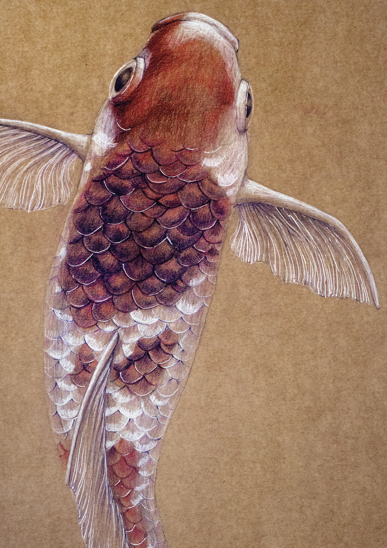 Koifish_elisaancori_web_detalle.jpg