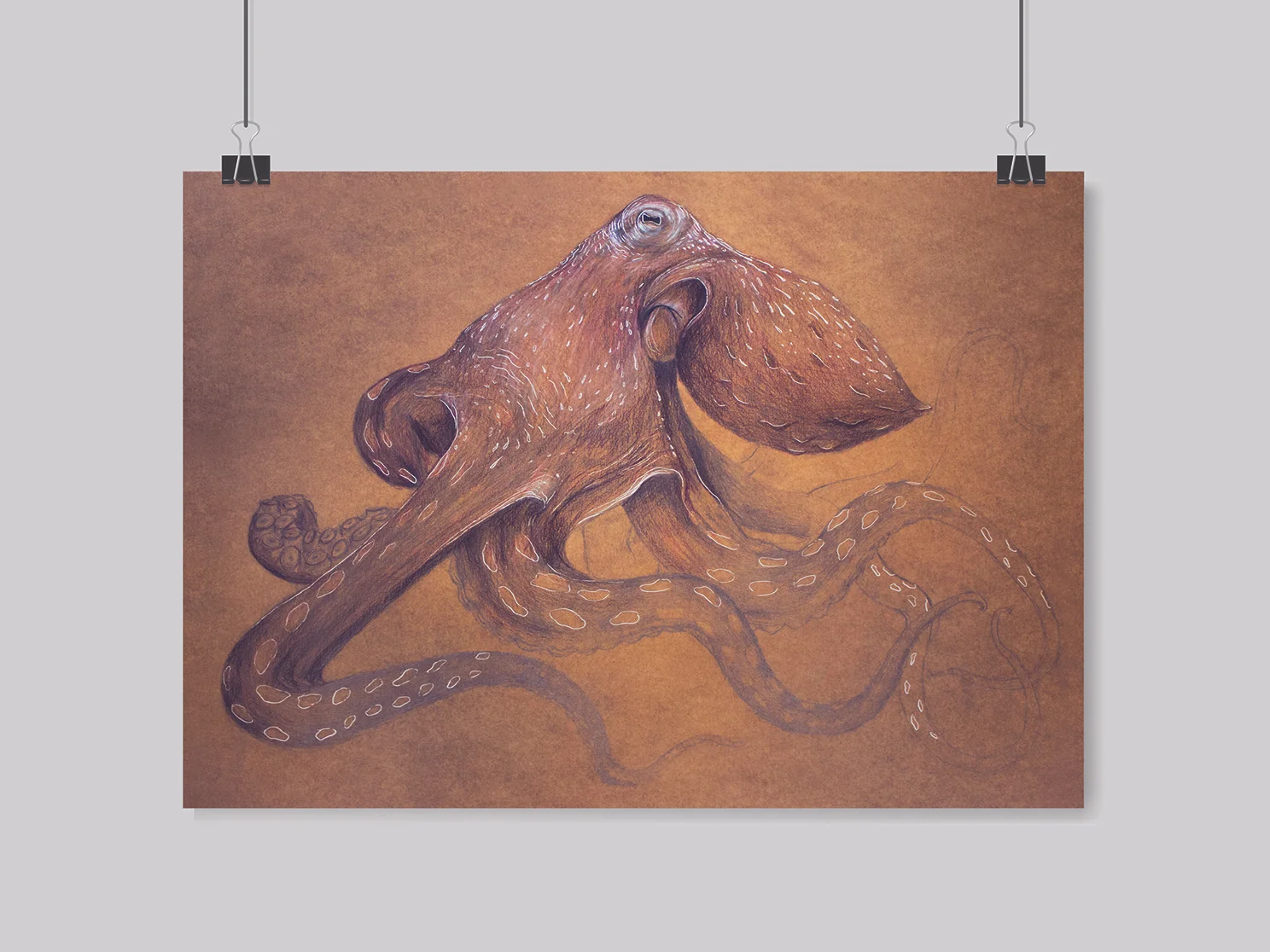 pulpo_frame_web.jpg