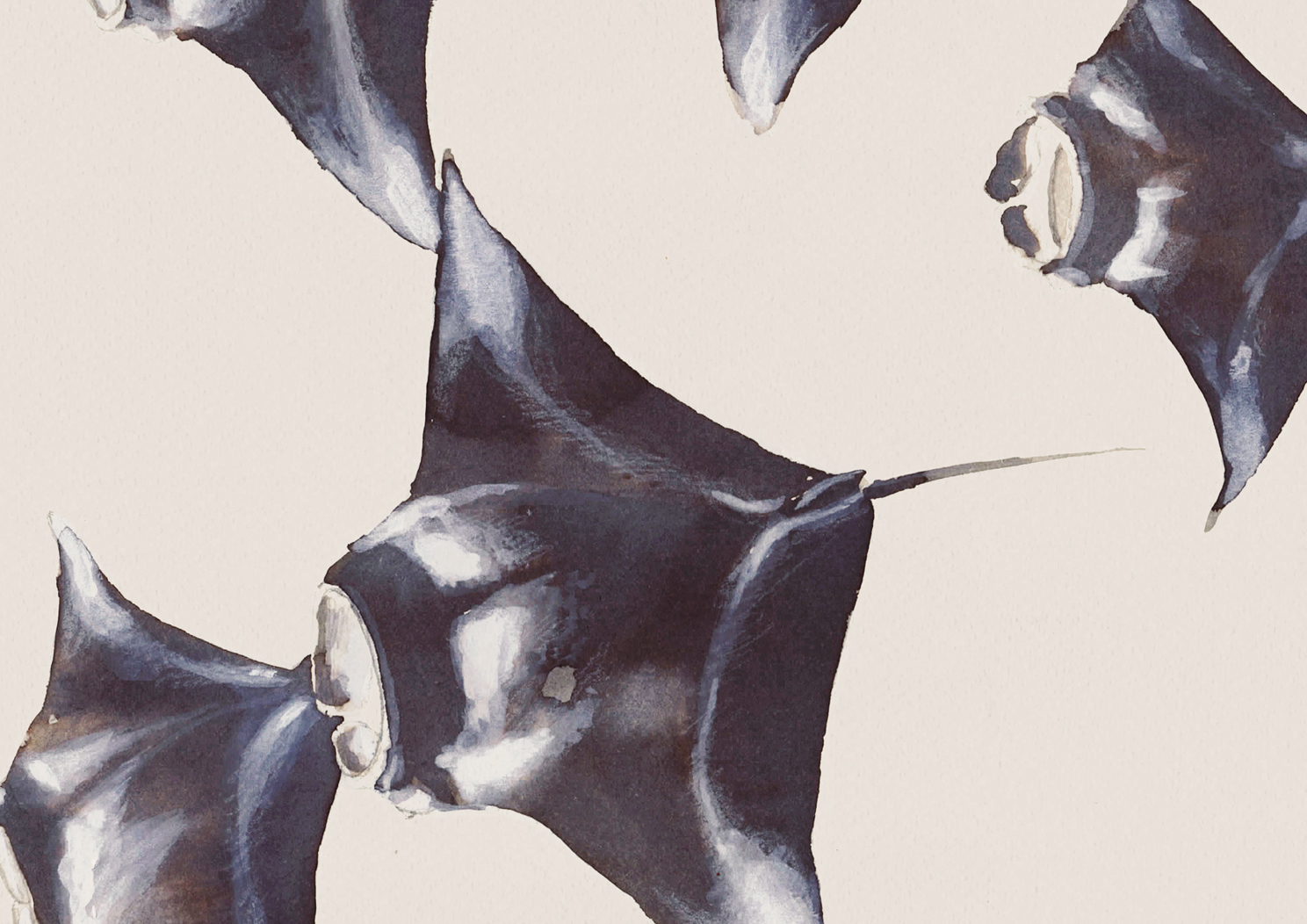mantarrayas_print_web2.jpg