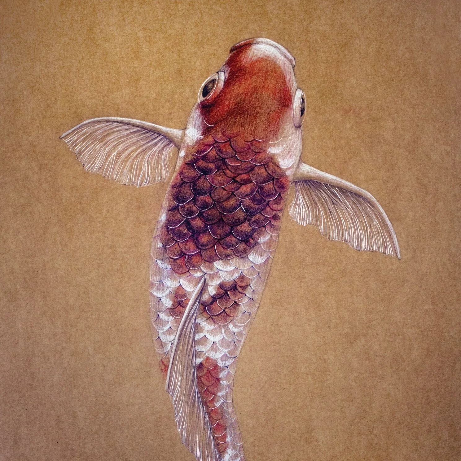 Koi fish