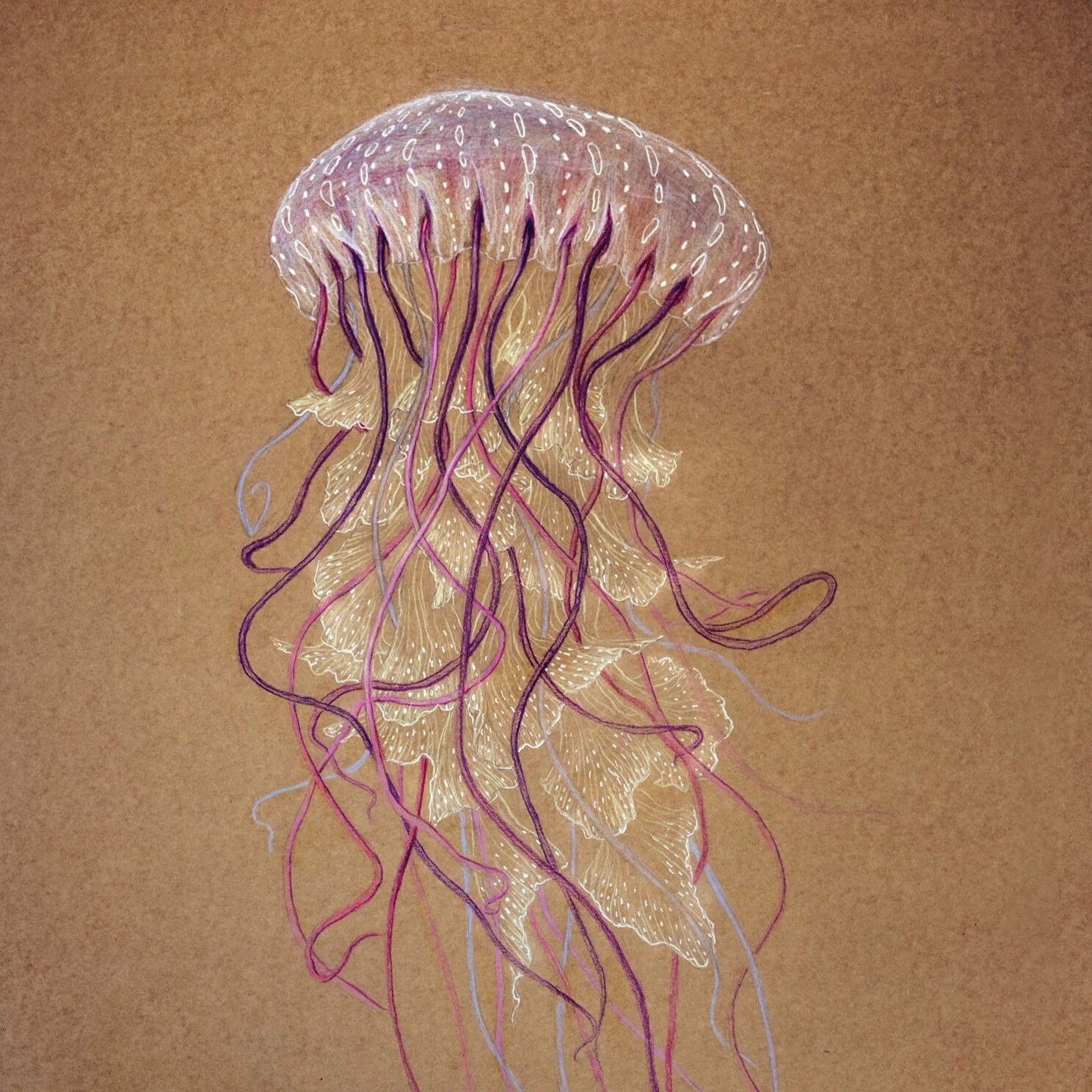 Medusa