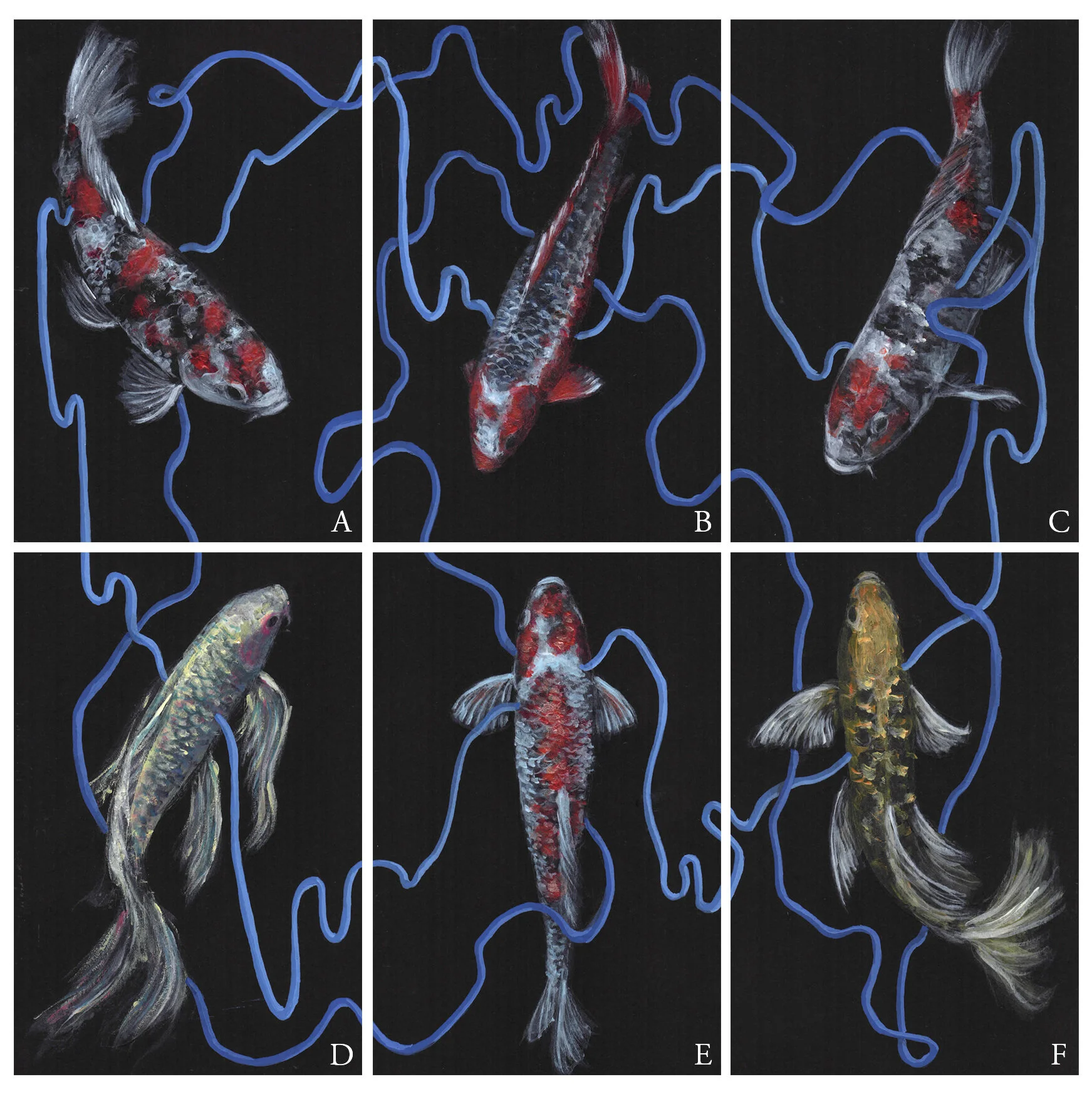 koi6 separats2.jpg