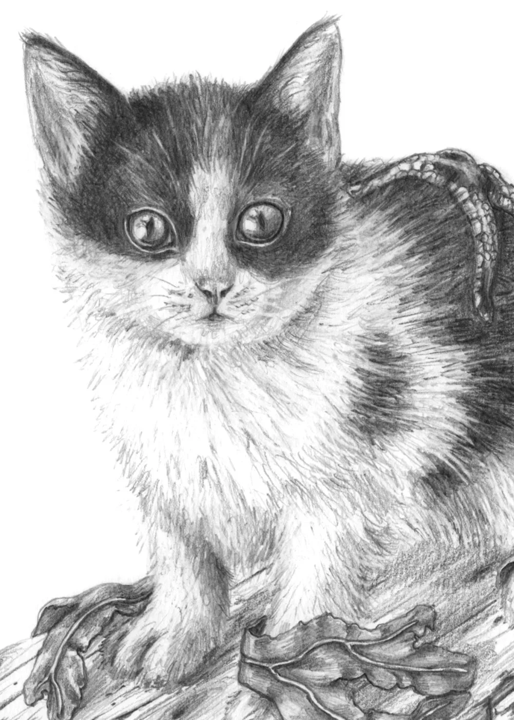 Dibujo_3_gato_detall.jpg
