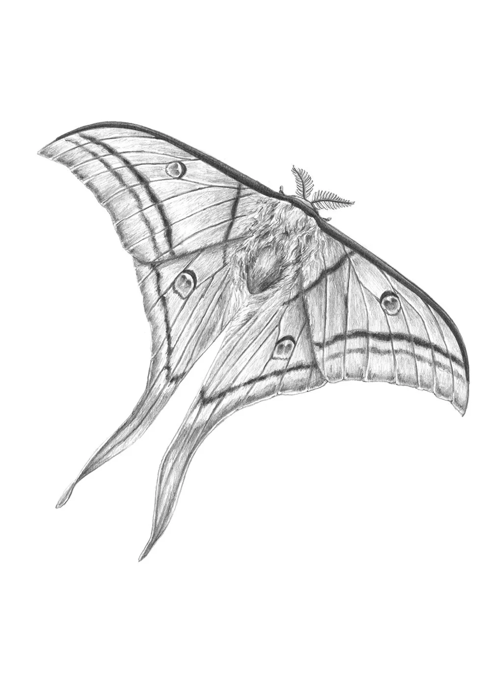 Dibujo_4_actiasluna.jpg