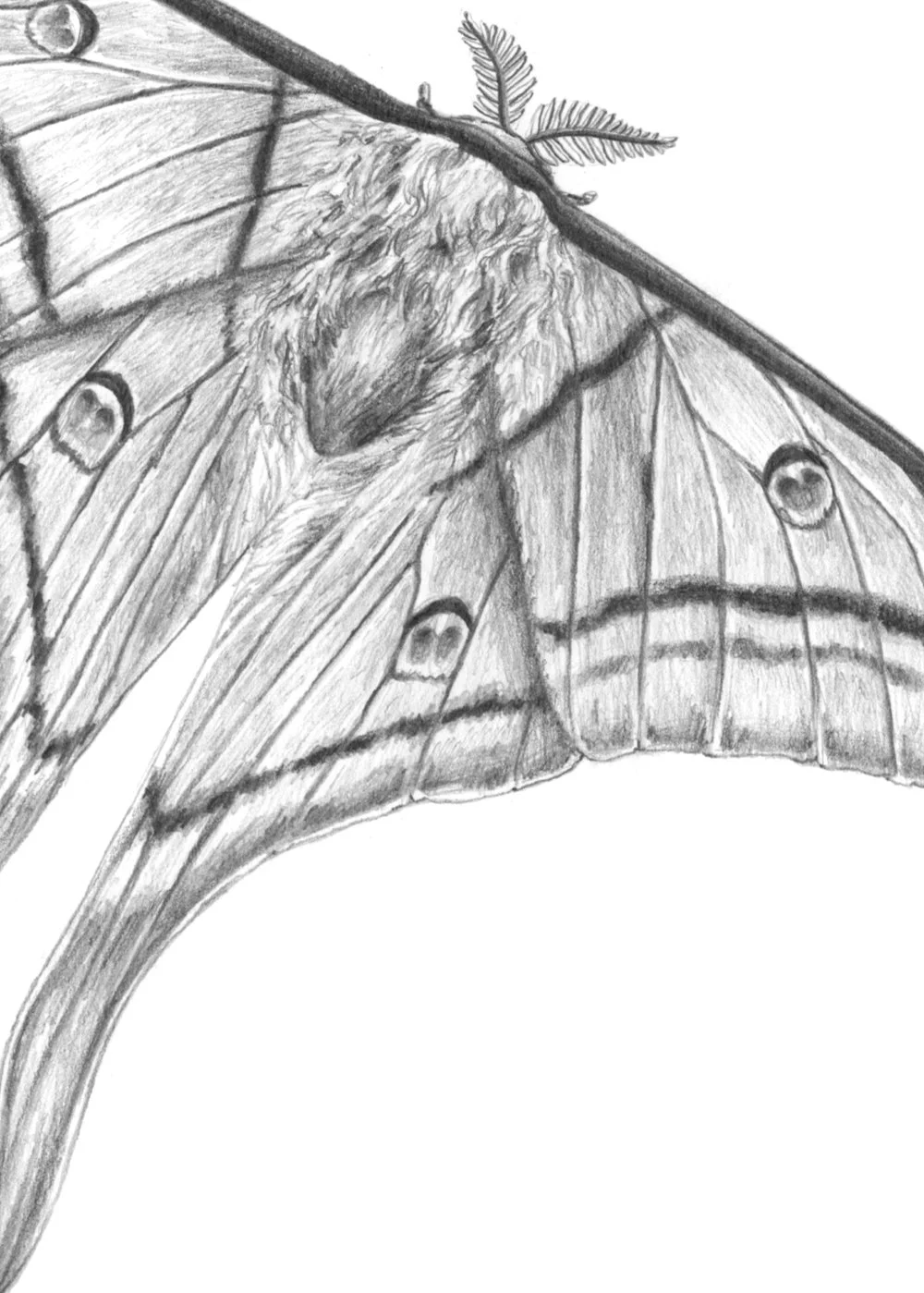 Dibujo_4_actiasluna_detall.jpg
