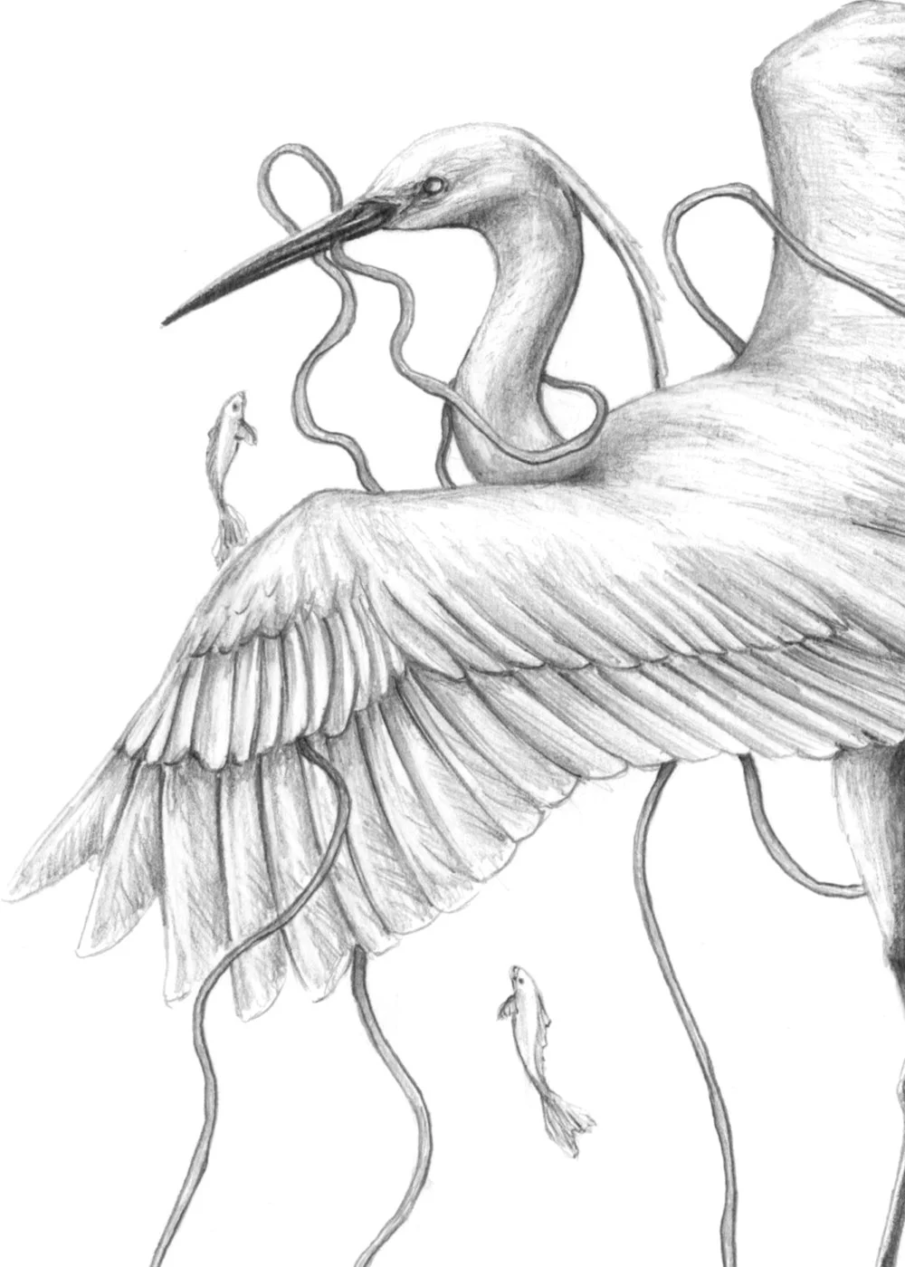 Dibujo_5_pájaro_detall.jpg