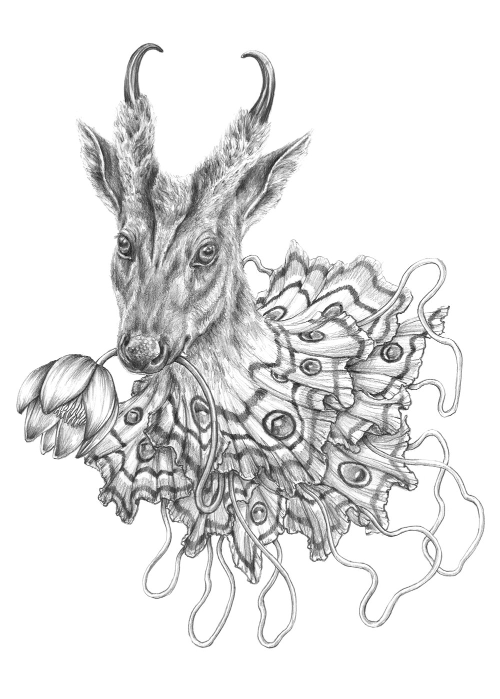 Dibujo_6_muntjac.jpg