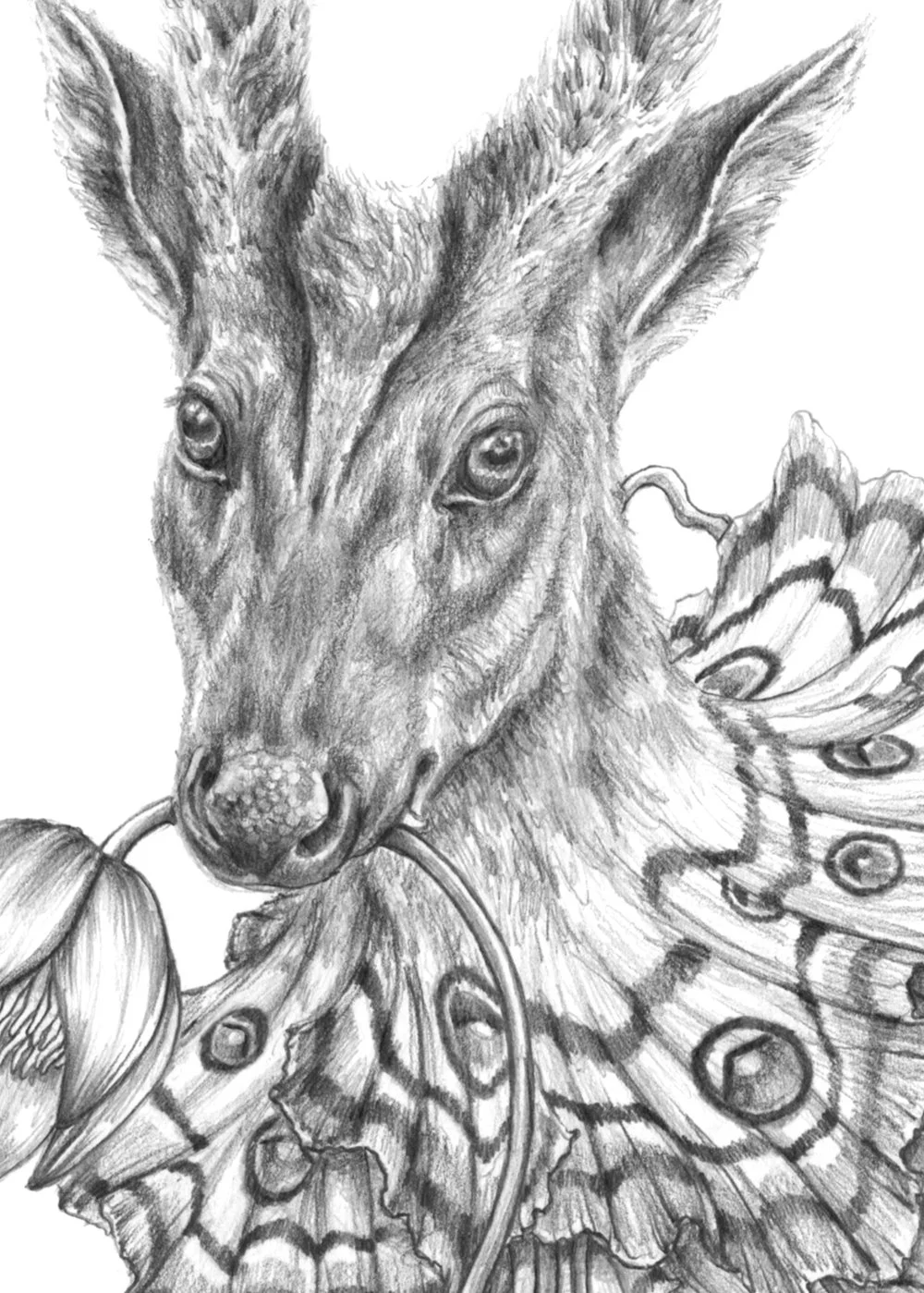 Dibujo_6_muntjac_detall.jpg