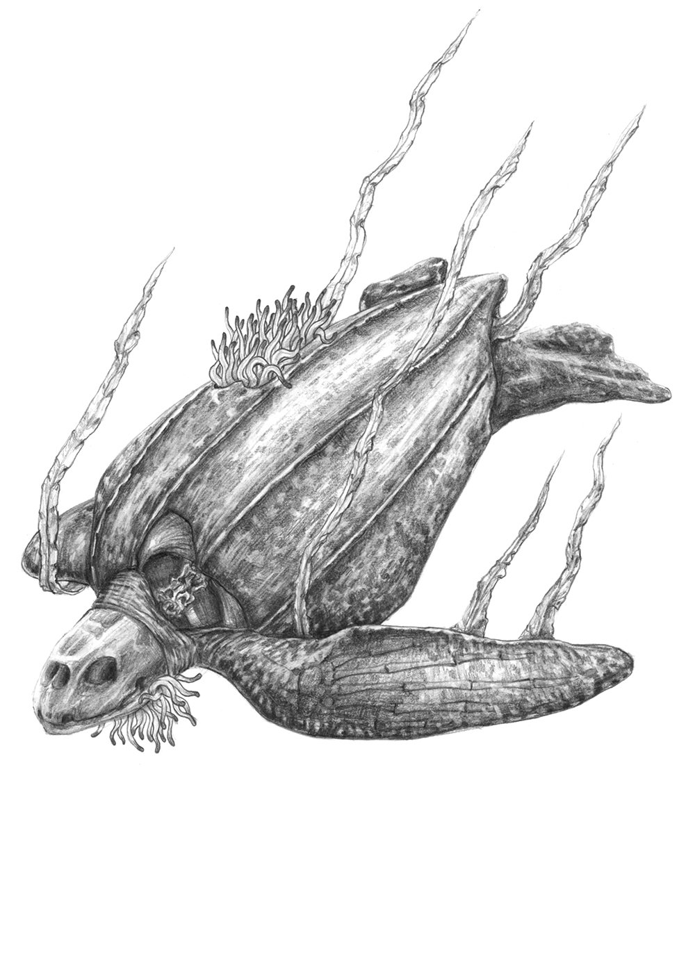 Dibujo_7_tortuga.jpg