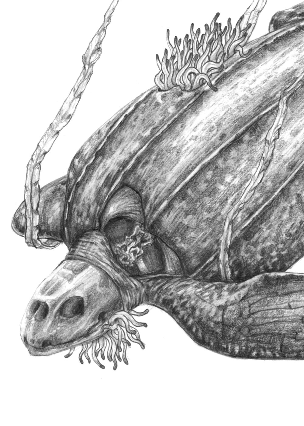 Dibujo_7_tortuga_detall.jpg