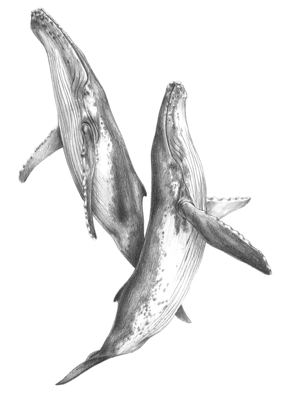 Dibujo_8_ballenas.jpg