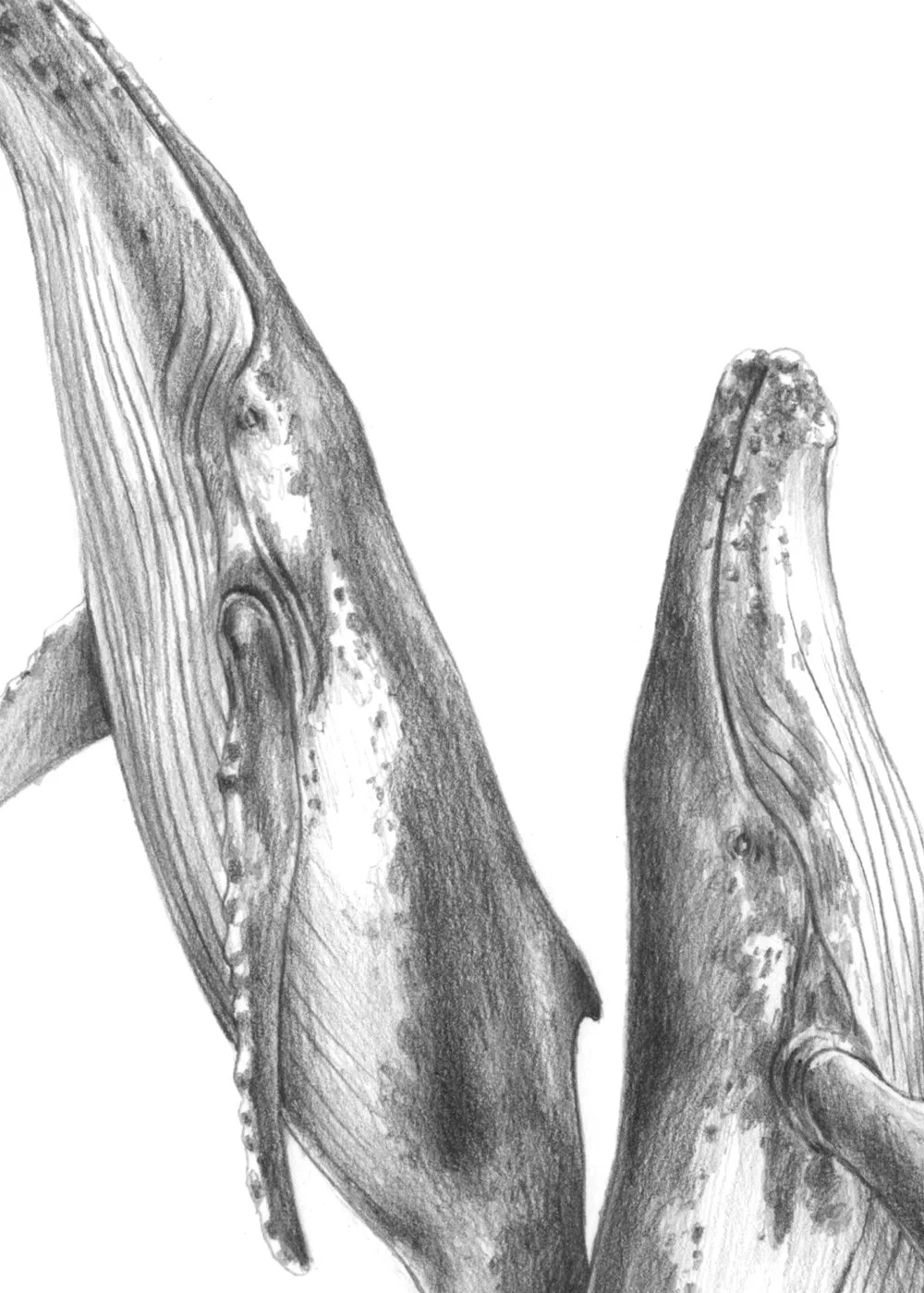 Dibujo_8_ballenas_detall.jpg