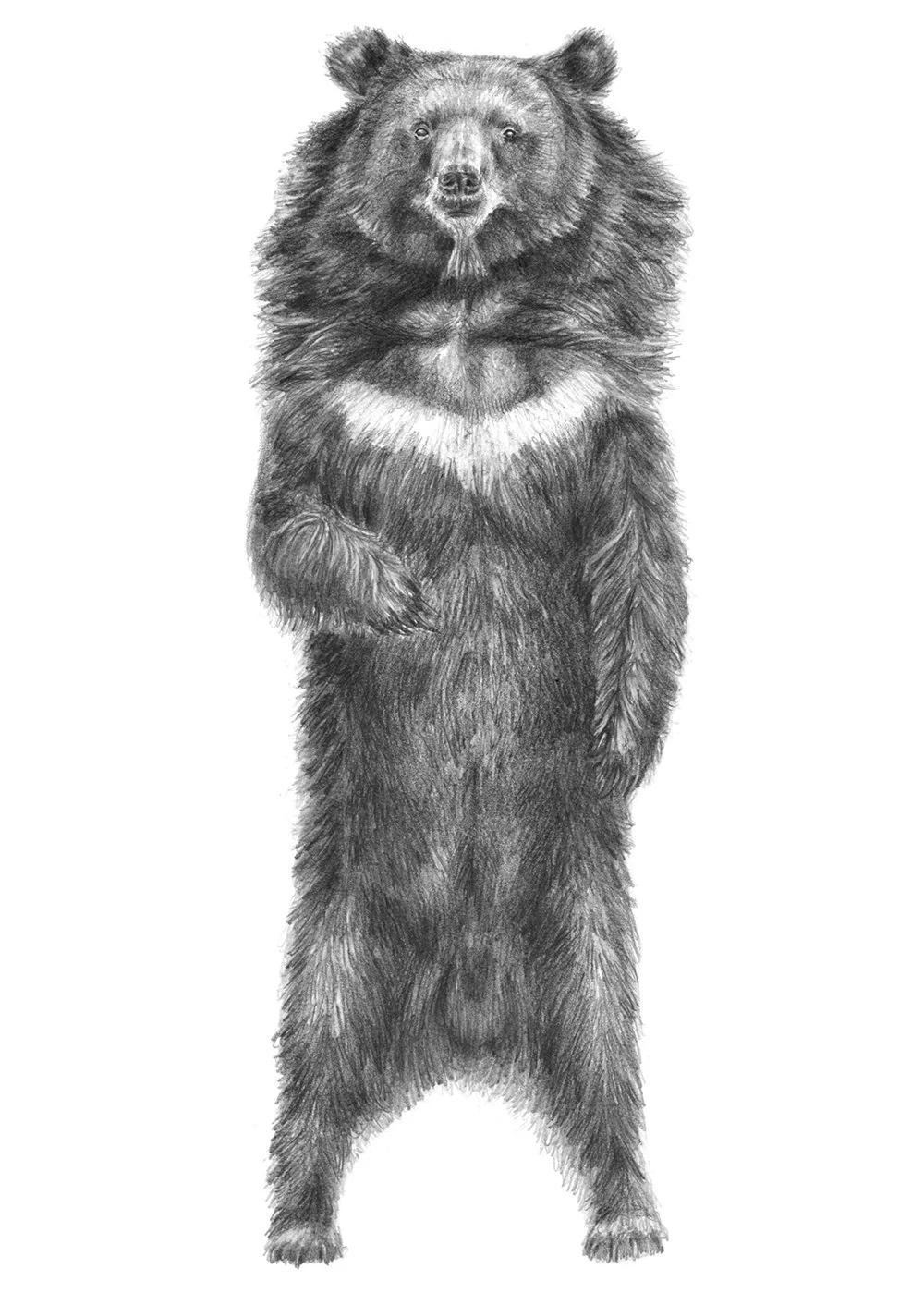 Dibujo_9_oso.jpg