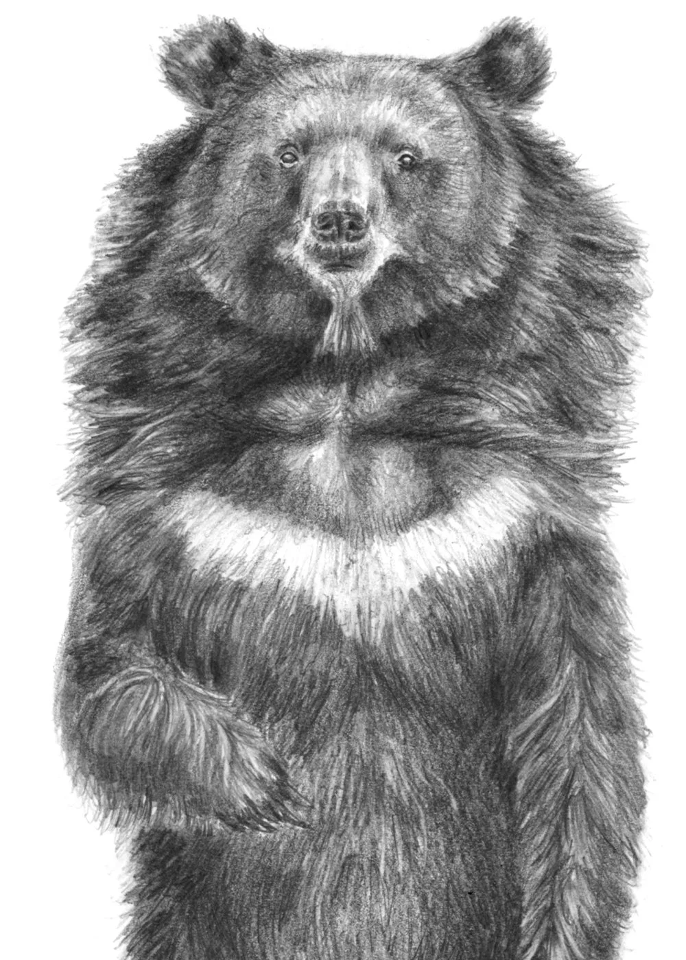 Dibujo_9_oso_detall.jpg