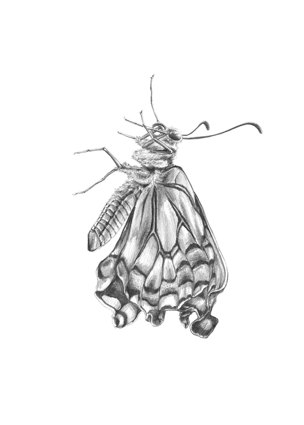 Dibujo_10_mariposa.jpg