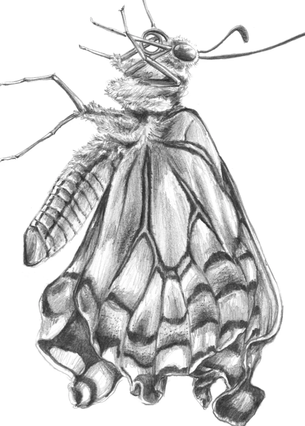 Dibujo_10_mariposa_detall.jpg
