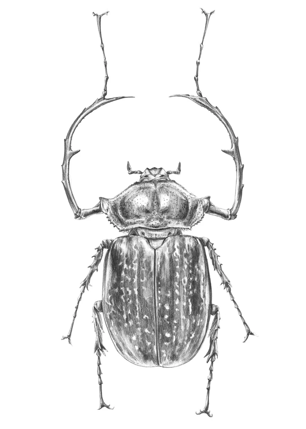 Dibujo_11_escarabajo.jpg