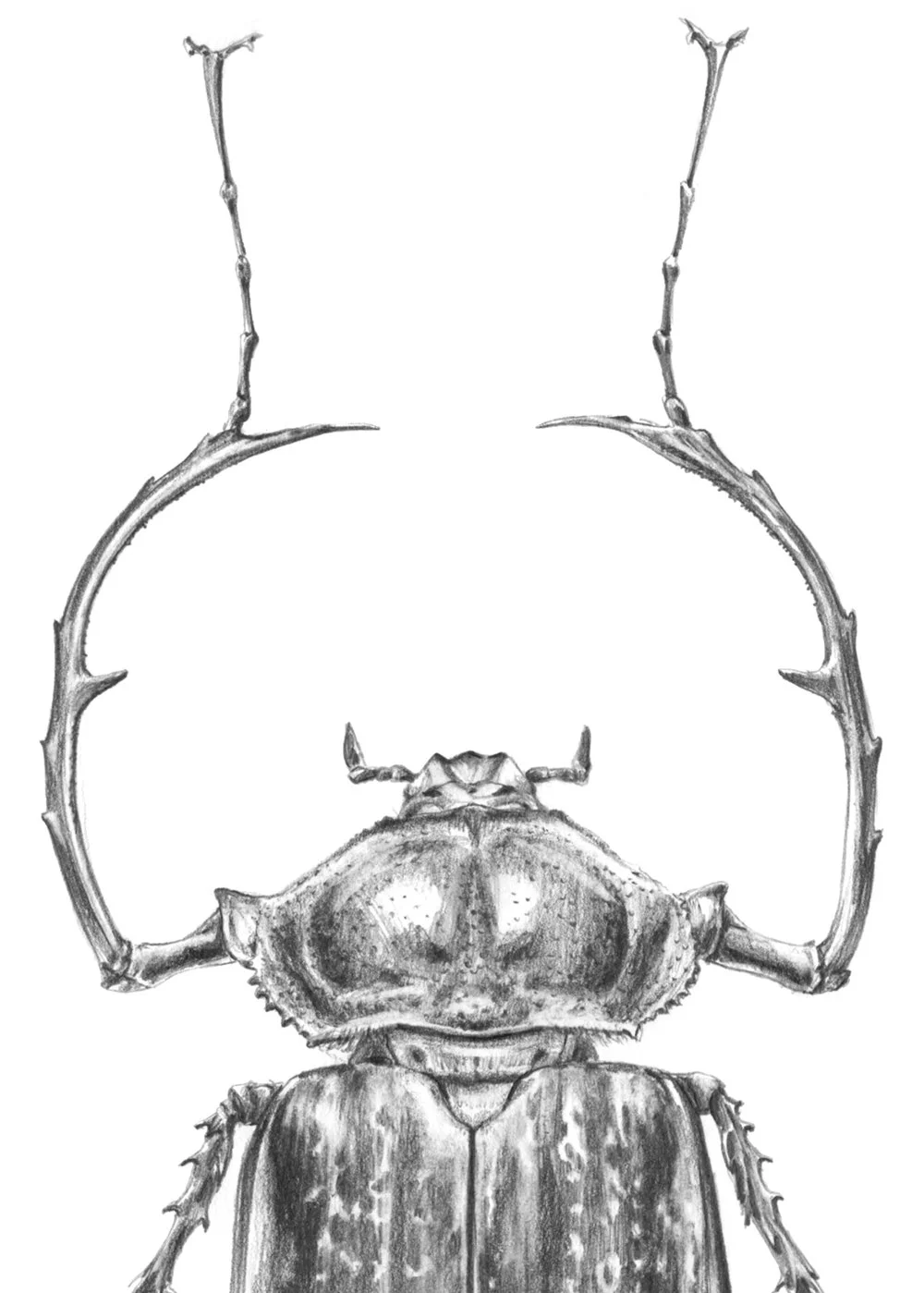 Dibujo_11_escarabajo_detall.jpg