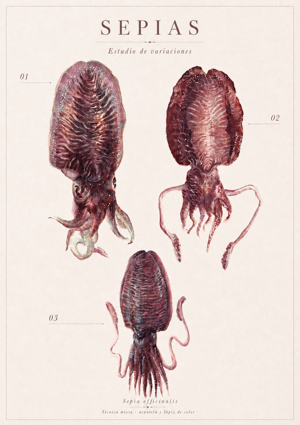 sepia_cefalópodos acuarela_elisaancori_8.png