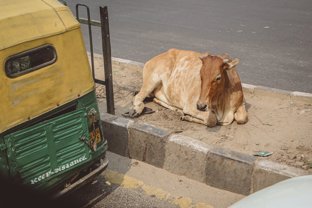 India-1.jpg