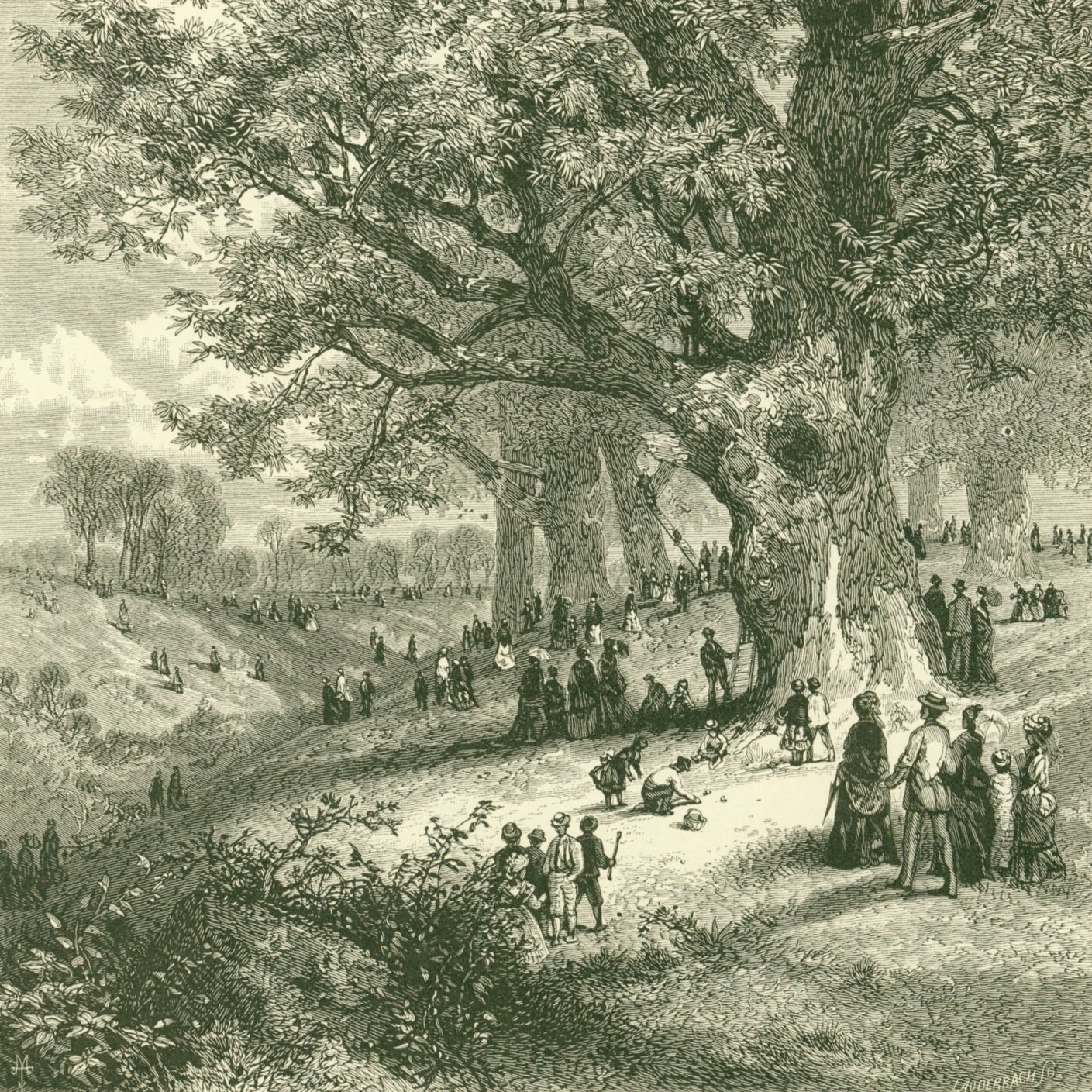 The Story of American Chestnut