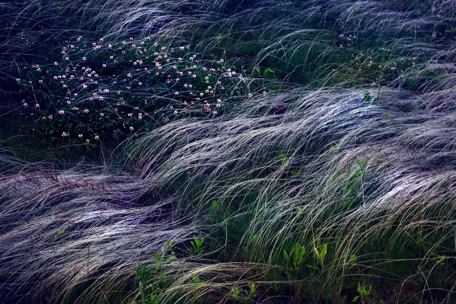 Transitory Distractions Grass by Elizabeth Moss