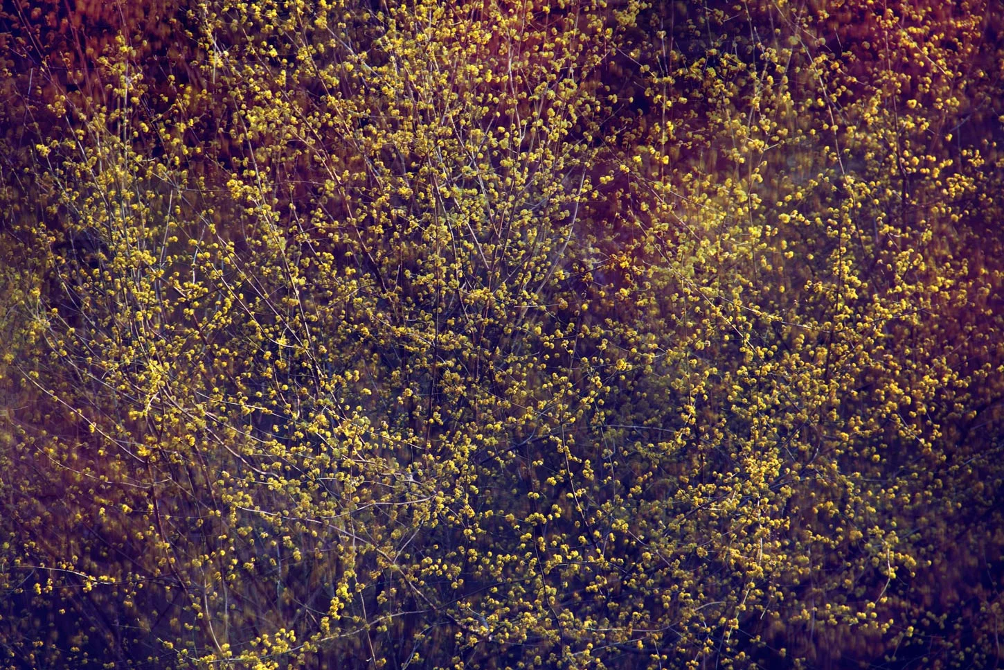 Transitory Distractions Yellow Tree by Elizabeth Moss