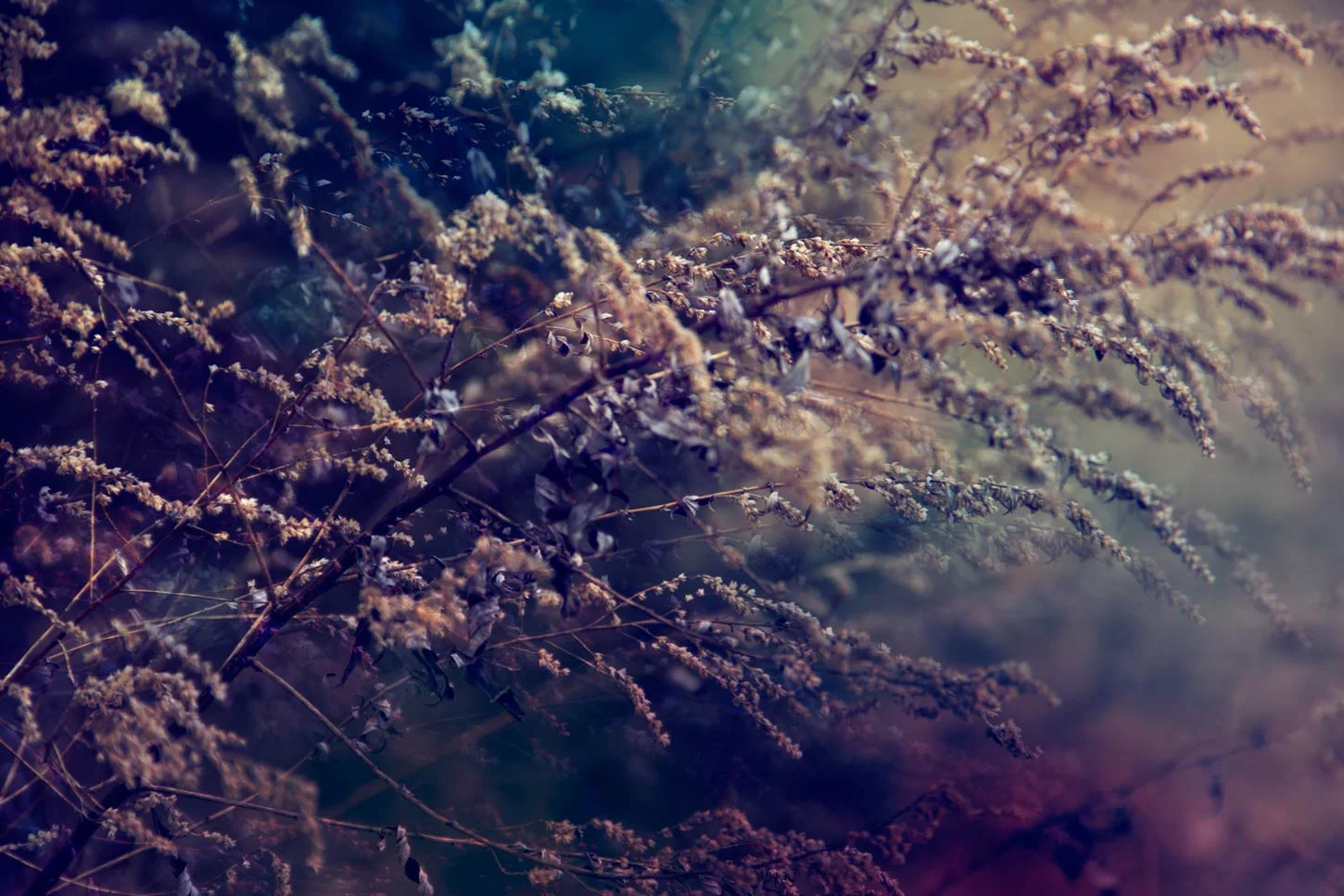 Transitory Distractions Weeds by Elizabeth Moss