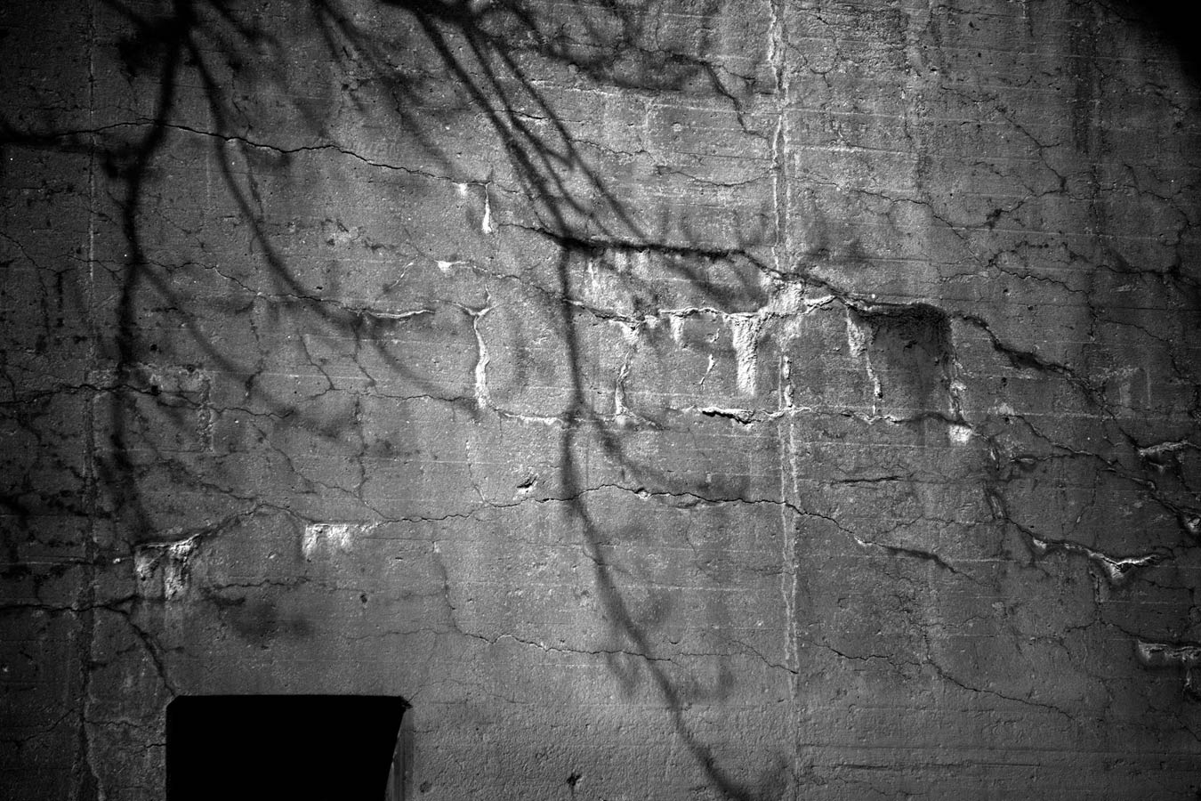 New-Jersey-Tree-Shadow.jpg