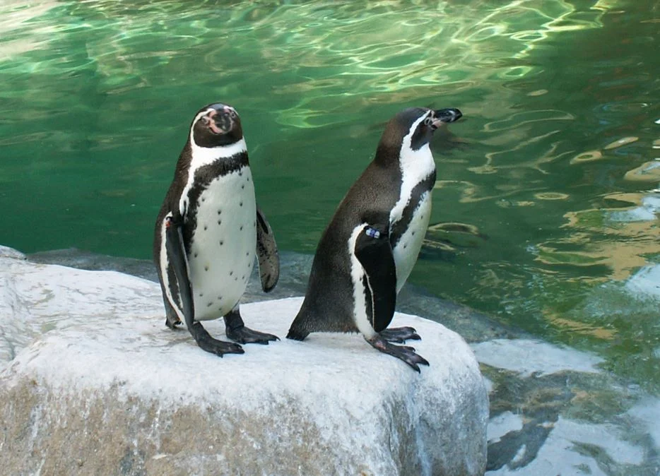 Furðutungan færeyska  