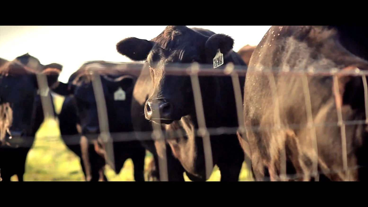 COWSPIRACY stilla.jpg