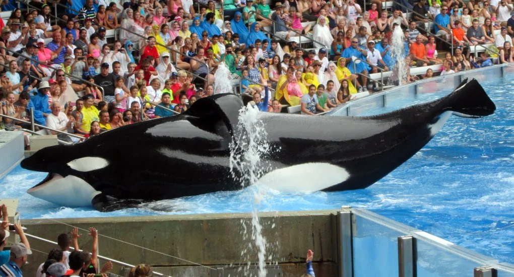 Blackfish stilla.jpg