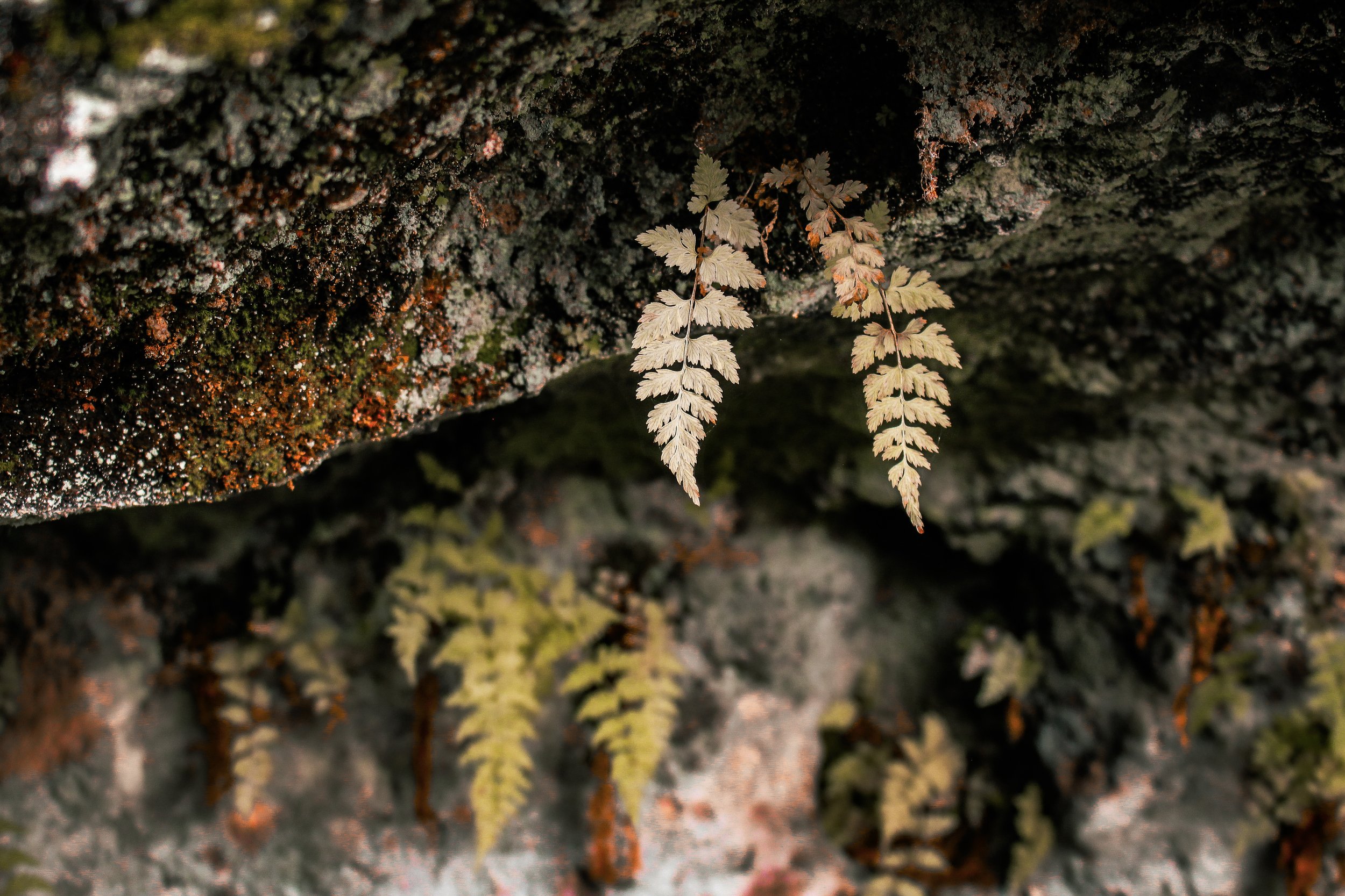 Ecological Wellbeing and the Economy of the Future