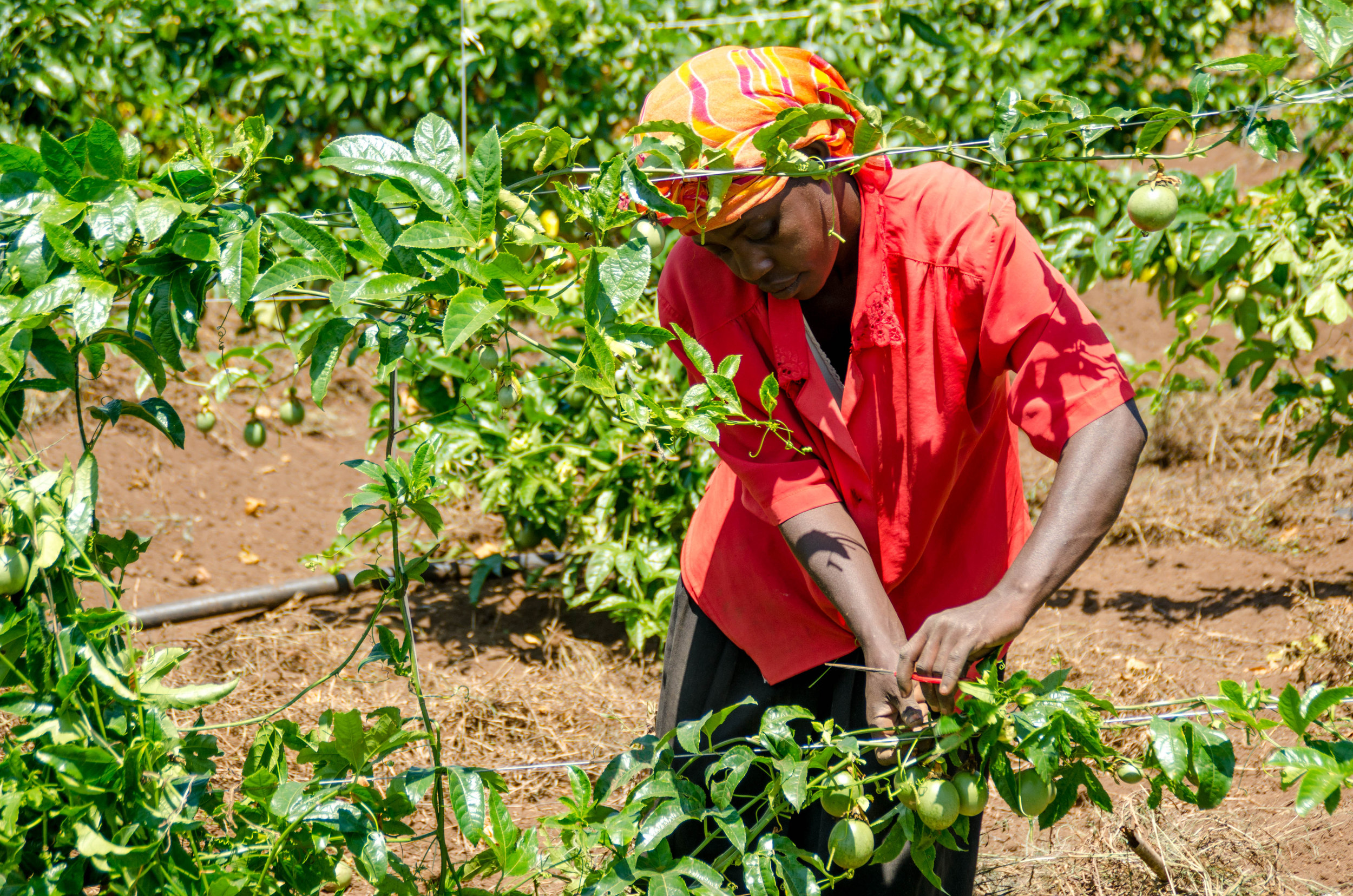 woman-trelissing-passion-fruit-plants.jpg