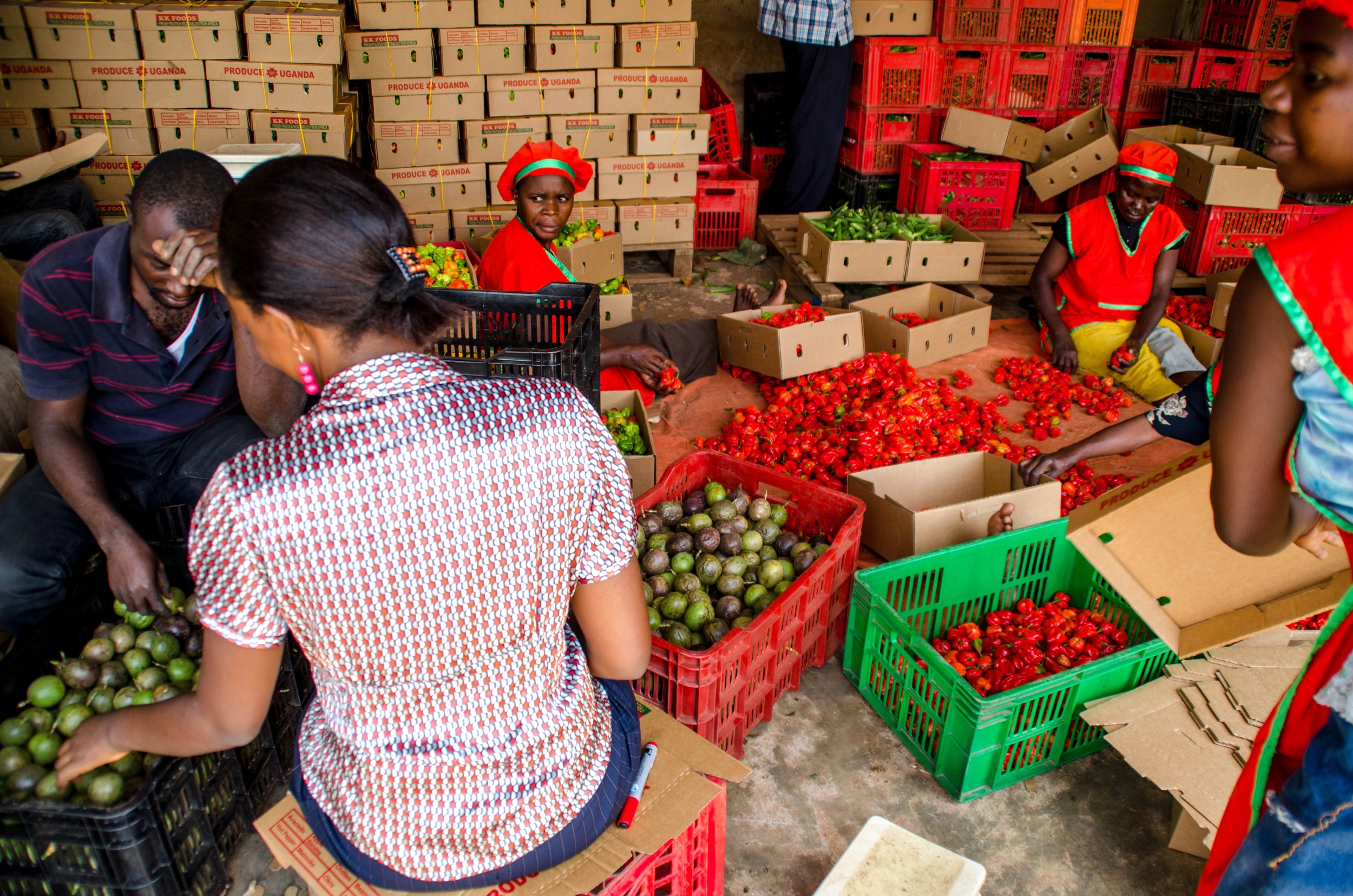  KadAfrica, commercial farming, Fort Portal, Uganda 