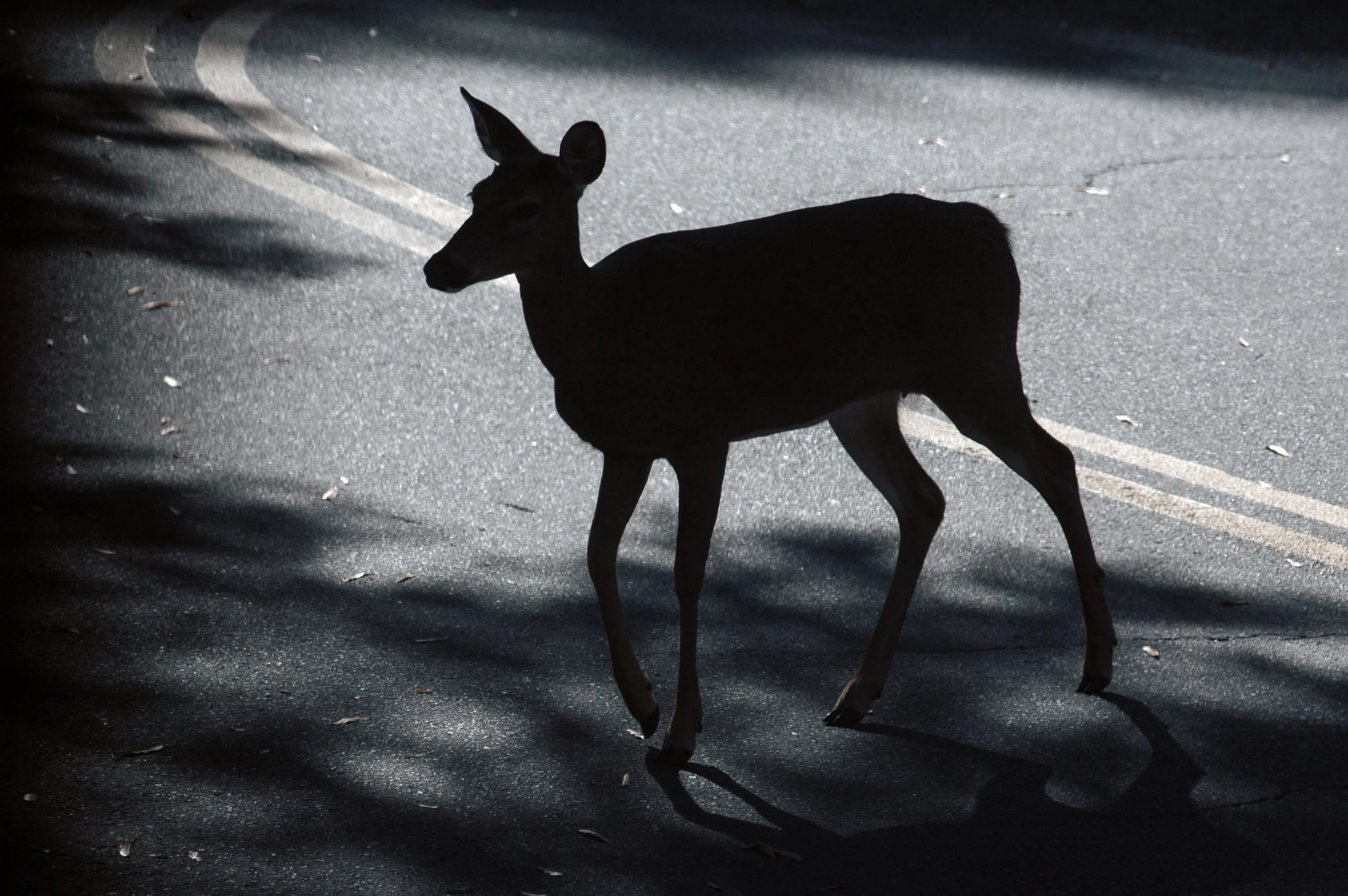 deerdoe.jpg