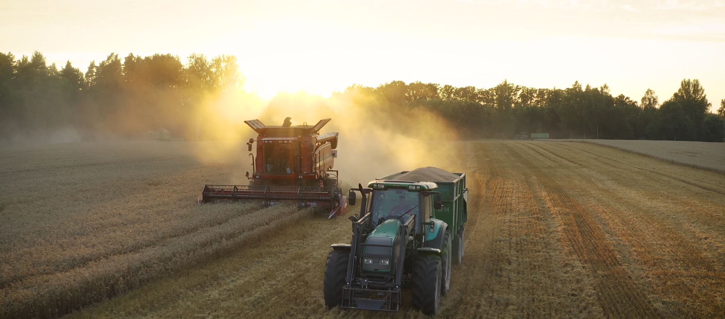 Stāsts par Rogas maizi