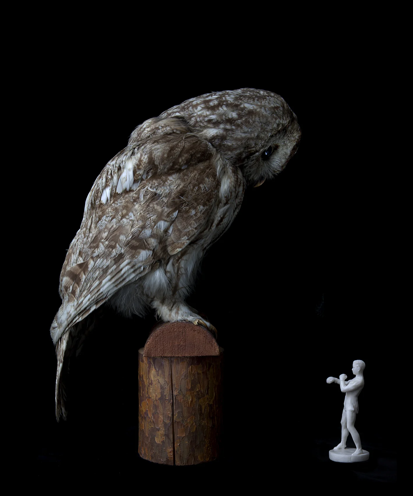 OWL & BOXER
