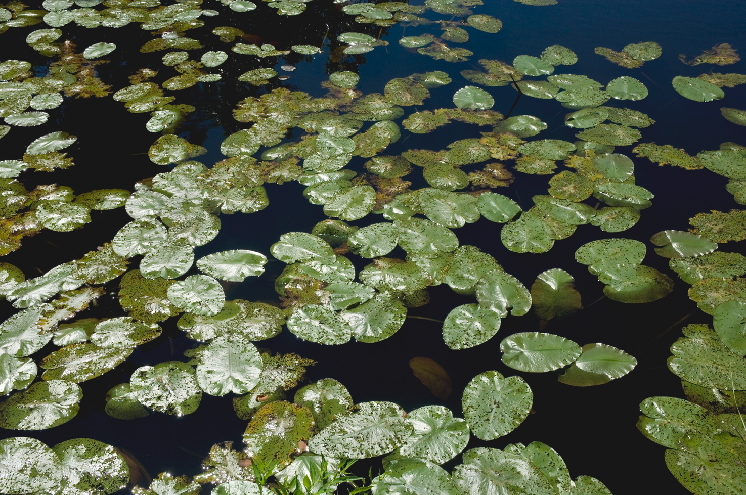 Lily_Pads_Cape_Cod_sRGB.jpg