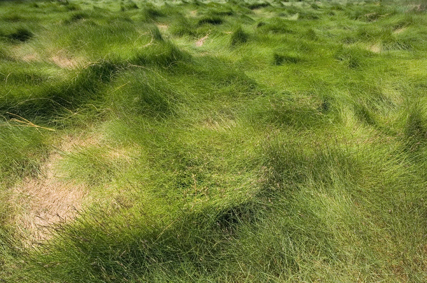 Waves_Of_Grass_sRGB.jpg